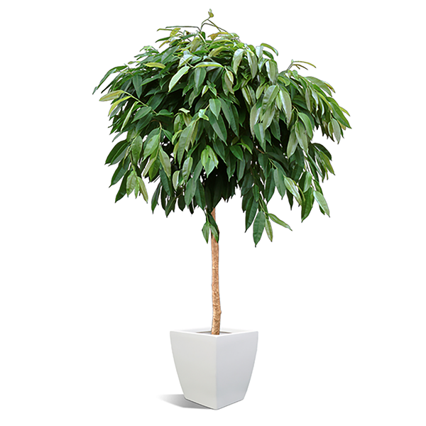 Ficus Amstel King