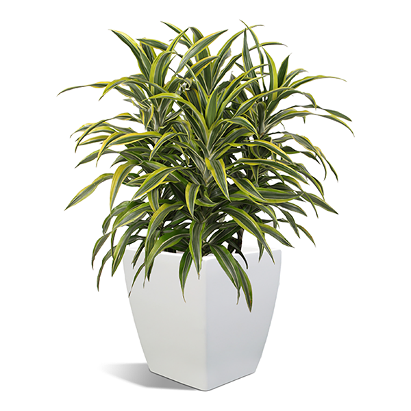 Dracaena Warneckii Lemon Lime